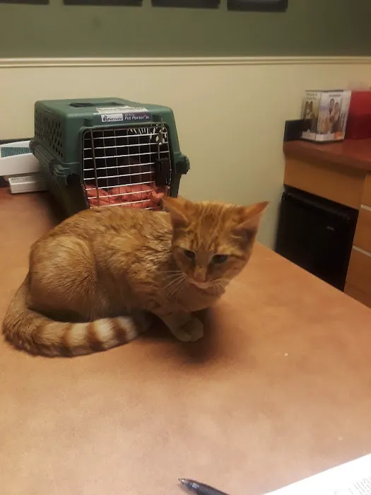 Animal Clinic of Newmark Picture 6