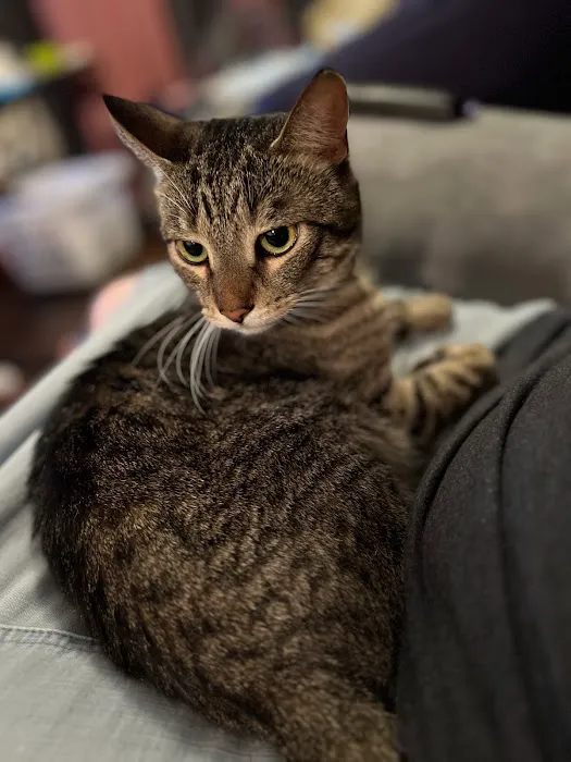 Eagle Animal Hospital at Staley Picture 1