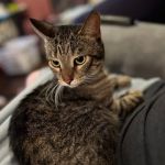 Eagle Animal Hospital at Staley