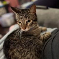 Eagle Animal Hospital at Staley ico