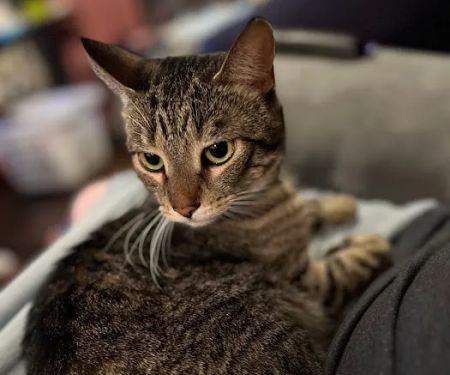 Eagle Animal Hospital at Staley