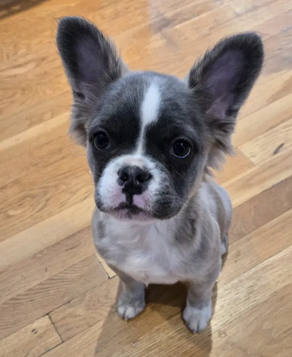 Eagle Animal Hospital at Staley Picture 5