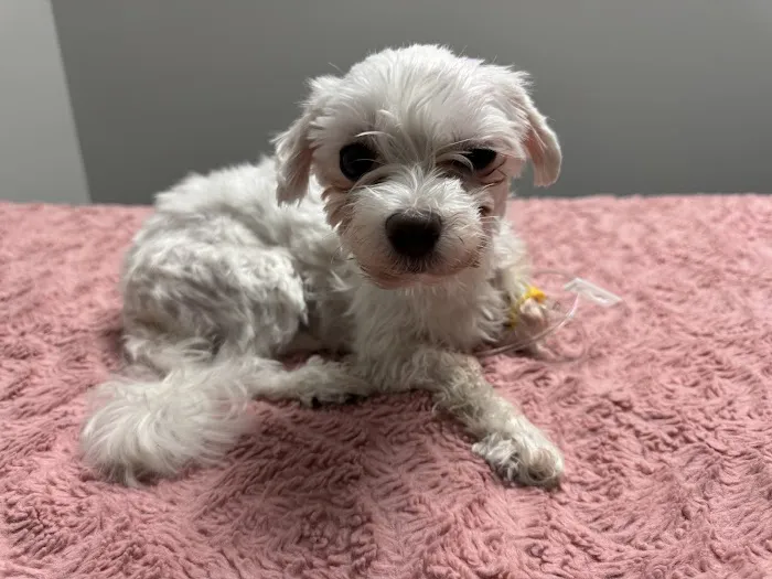 Eagle Animal Hospital at Staley Picture 3