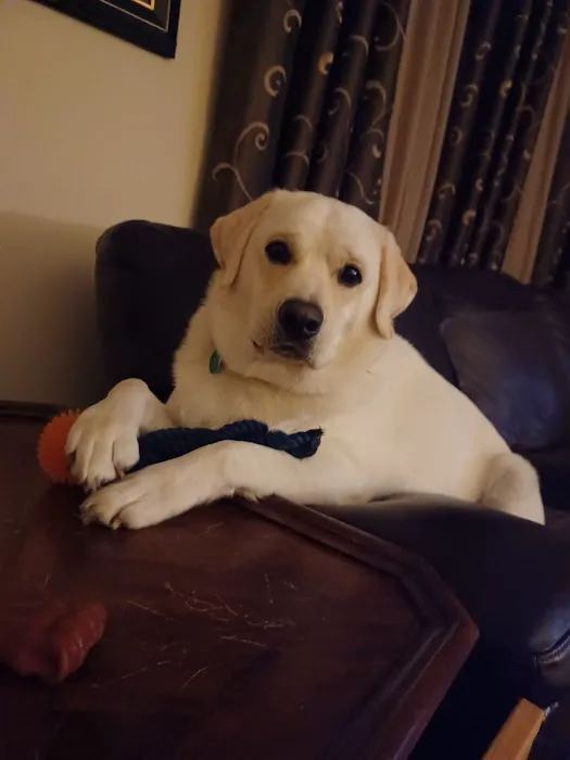 Eagle Animal Hospital at Staley Picture 2