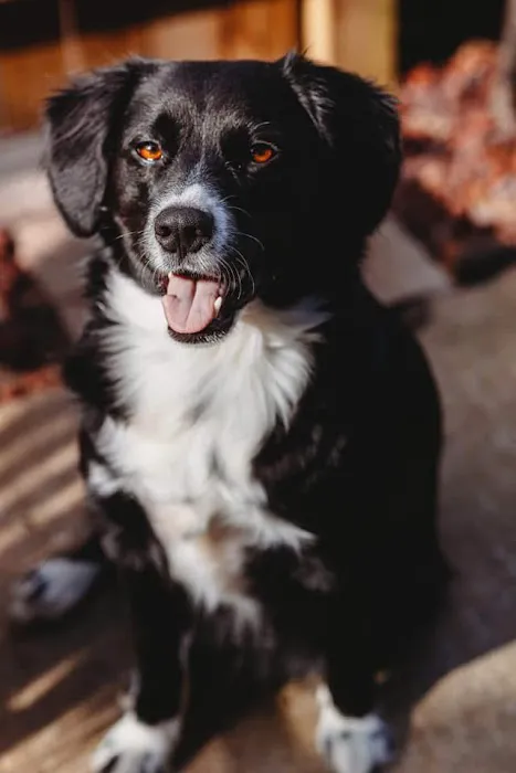 Eagle Animal Hospital at Staley Picture 7