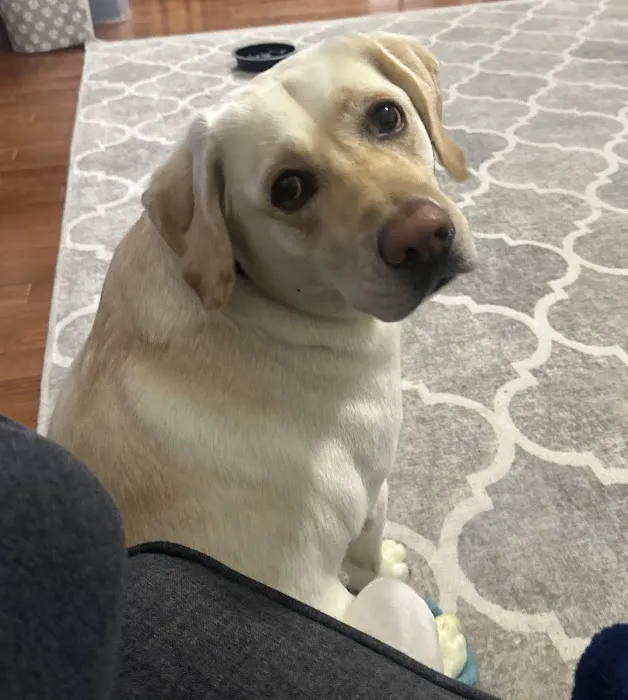 Eagle Animal Hospital at Staley Picture 8