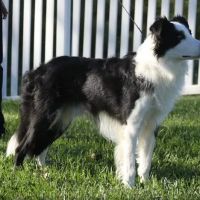 Vetco Total Care Animal Hospital ico