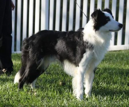 Vetco Total Care Animal Hospital