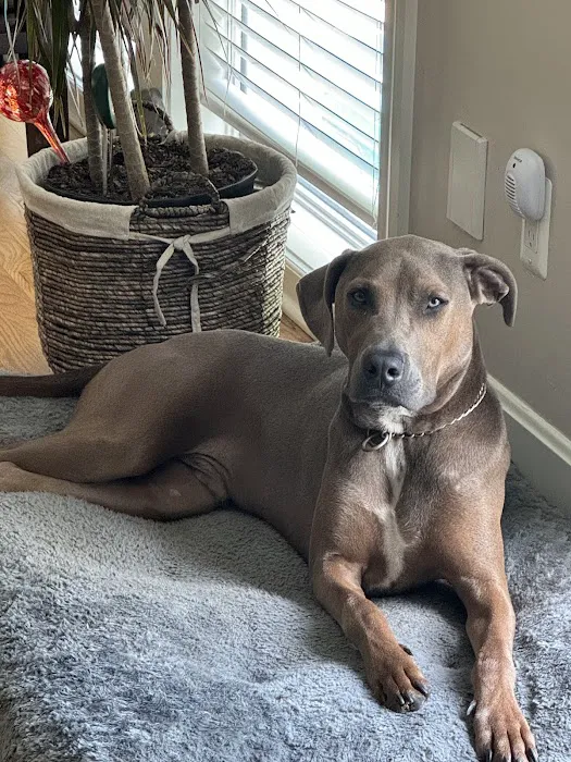 Vetco Total Care Animal Hospital Picture 6