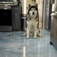 Banfield Pet Hospital ico