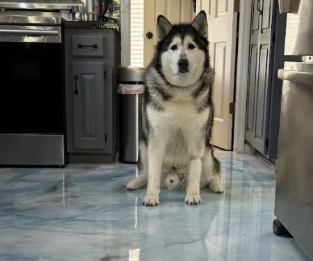 Banfield Pet Hospital