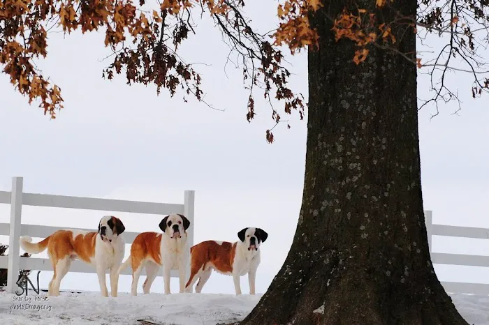 Eagle Animal Hospital and Pet Resort at Tiffany Springs Picture 4