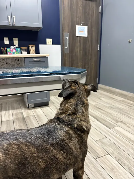 Eagle Animal Hospital and Pet Resort at Tiffany Springs Picture 5