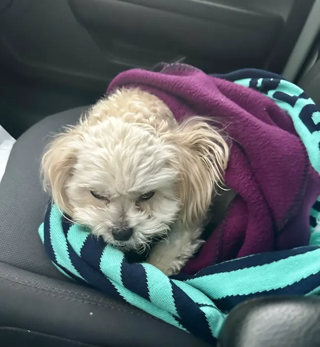 Eagle Animal Hospital and Pet Resort at Tiffany Springs Picture 3