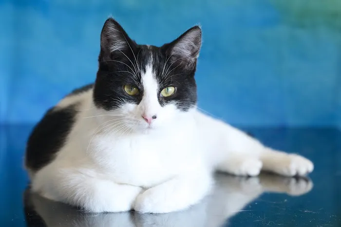 Eagle Animal Hospital and Pet Resort at Tiffany Springs Picture 8