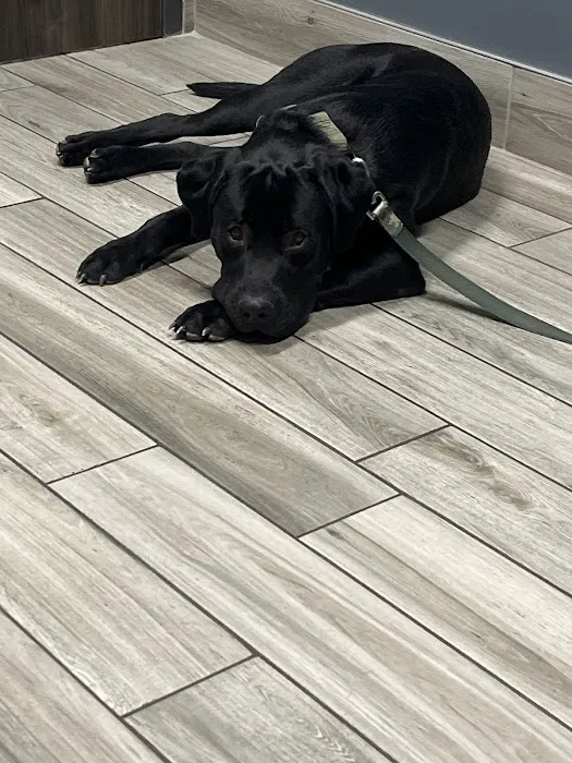 Eagle Animal Hospital and Pet Resort at Tiffany Springs Picture 6