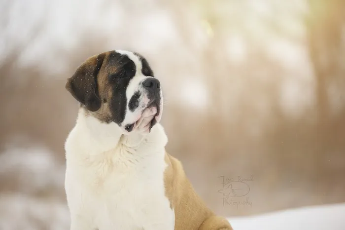 Eagle Animal Hospital and Pet Resort at Tiffany Springs Picture 7