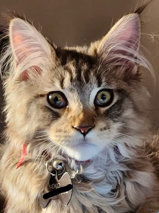 North Oak Animal Hospital Picture 2