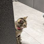 North Oak Animal Hospital