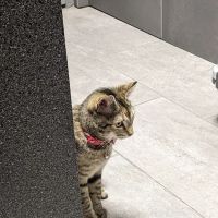 North Oak Animal Hospital ico