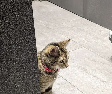 North Oak Animal Hospital