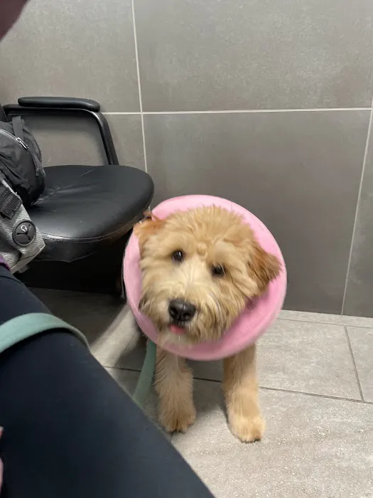 North Oak Animal Hospital Picture 8