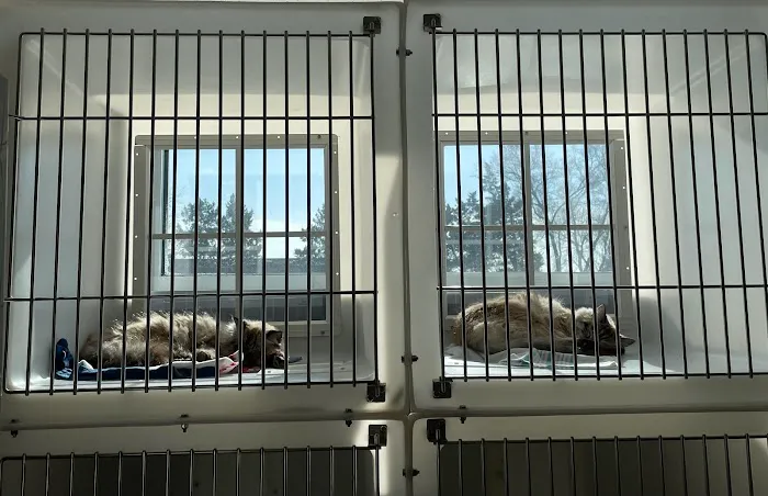 North Oak Animal Hospital Picture 7