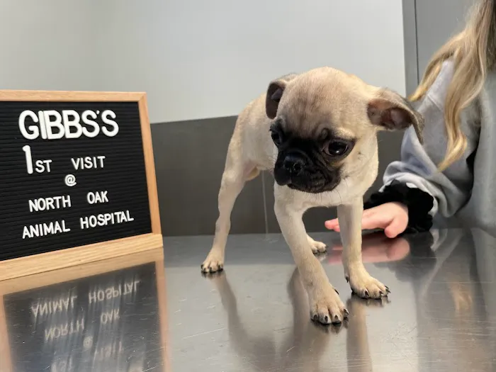 North Oak Animal Hospital Picture 9