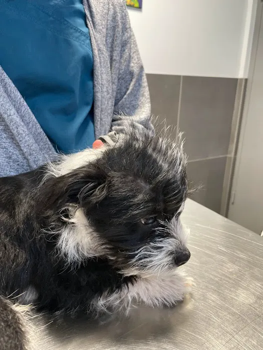 North Oak Animal Hospital Picture 10