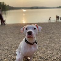 Barry Road Animal Hospital ico