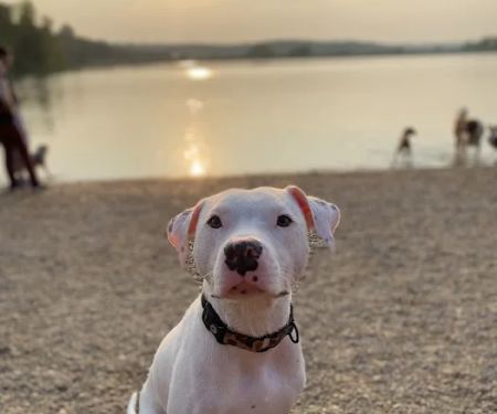 Barry Road Animal Hospital