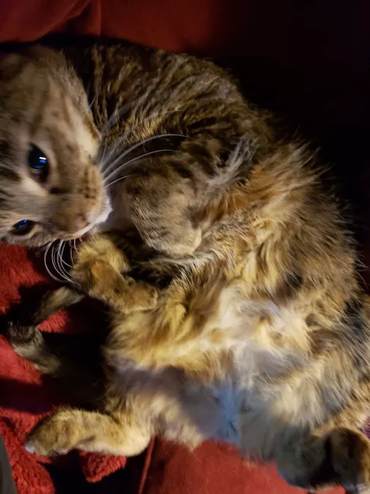 Barry Road Animal Hospital Picture 4