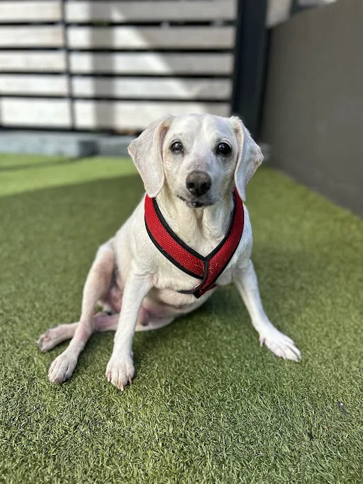 Barry Road Animal Hospital Picture 5