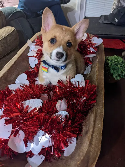 Barry Road Animal Hospital Picture 8