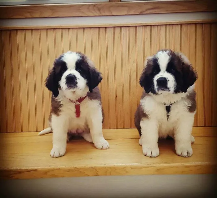 Barry Road Animal Hospital Picture 10