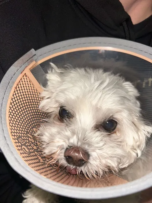 Gladstone Animal Clinic Picture 1