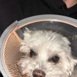 Gladstone Animal Clinic