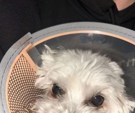 Gladstone Animal Clinic