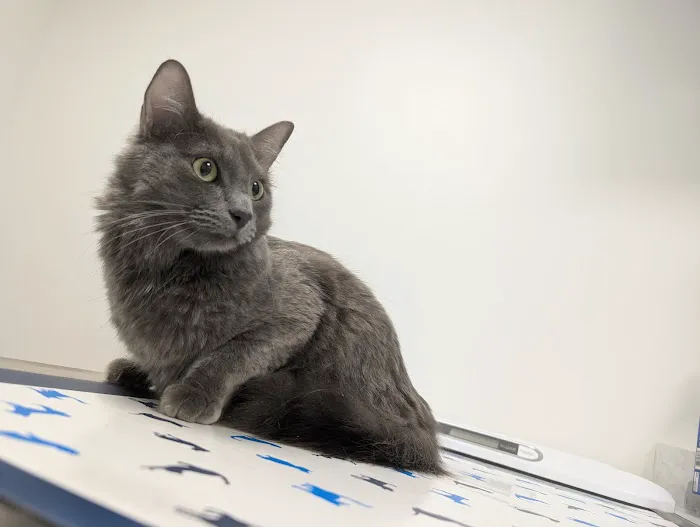 Gladstone Animal Clinic Picture 2