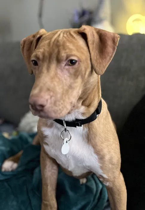 Gladstone Animal Clinic Picture 5