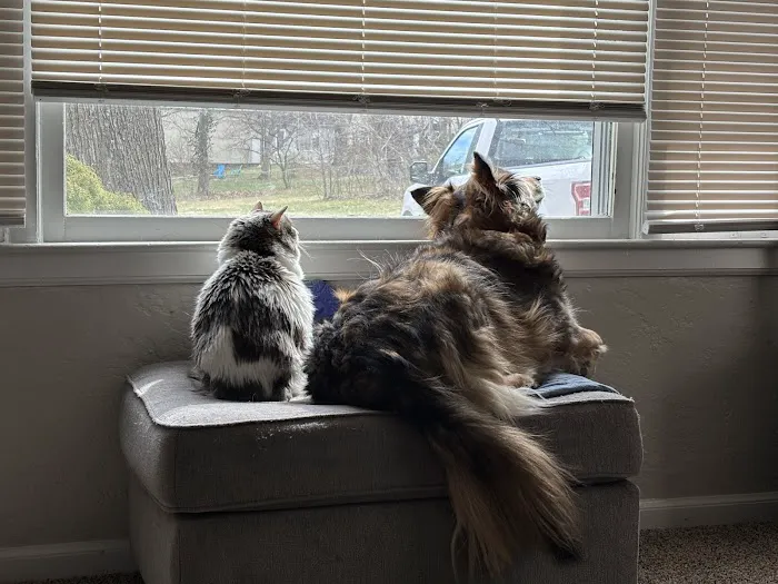 Gladstone Animal Clinic Picture 4