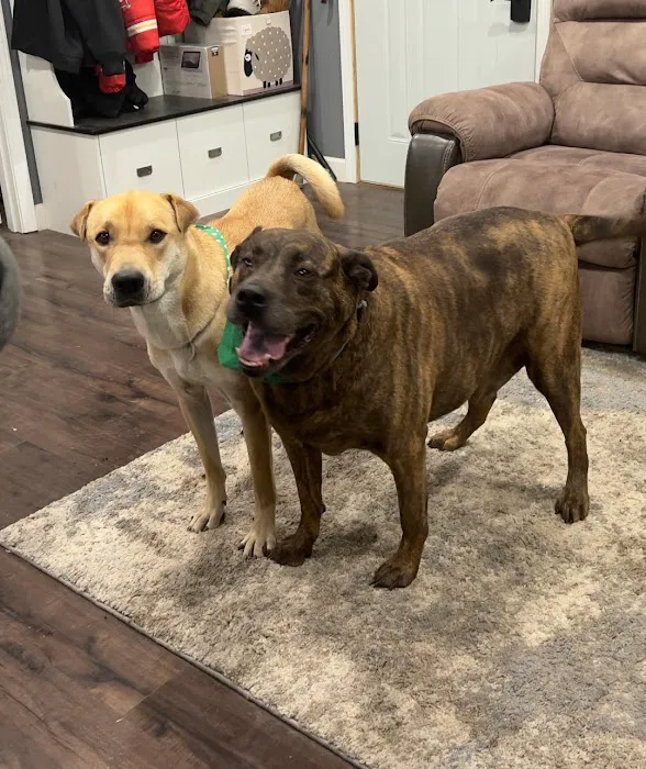 Gladstone Animal Clinic Picture 9