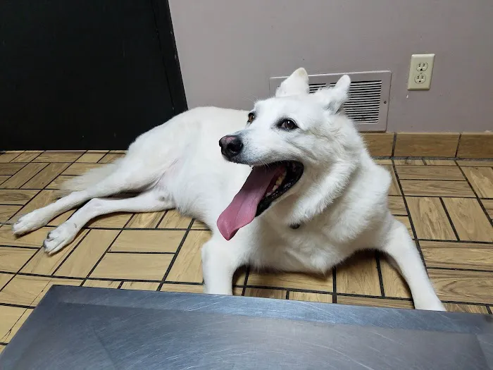 Gladstone Animal Clinic Picture 10