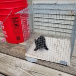 Northland Animal Hospital