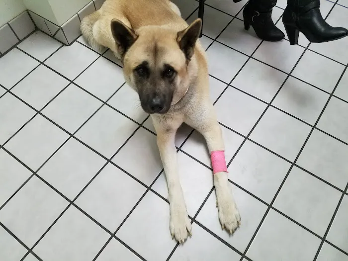 Northland Animal Hospital Picture 5