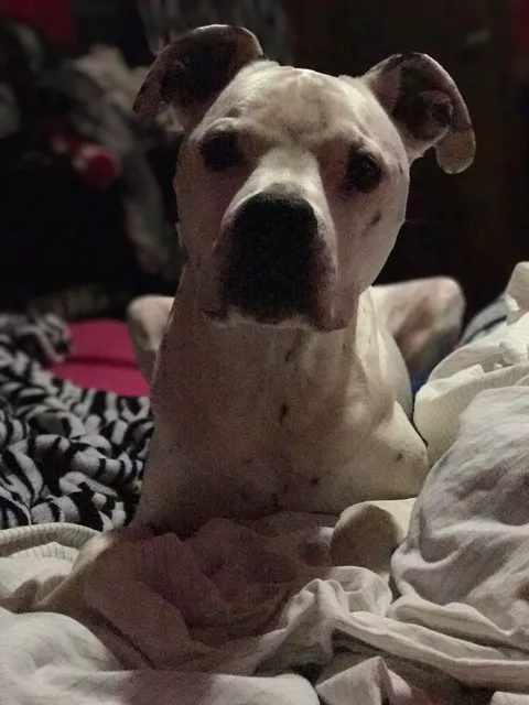 Northland Animal Hospital Picture 7