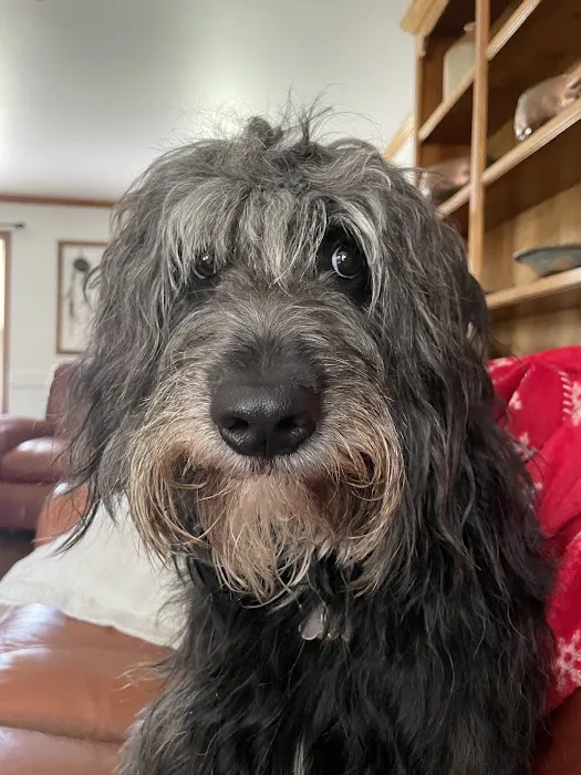 Ark Animal Hospital - Kansas City Picture 2