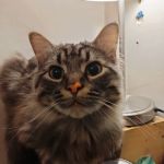 Ark Animal Hospital - Kansas City