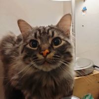 Ark Animal Hospital - Kansas City ico