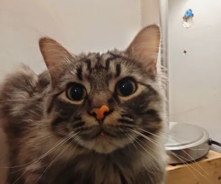 Ark Animal Hospital - Kansas City